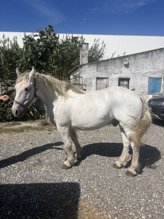 Cavalo breeton montado engatado
