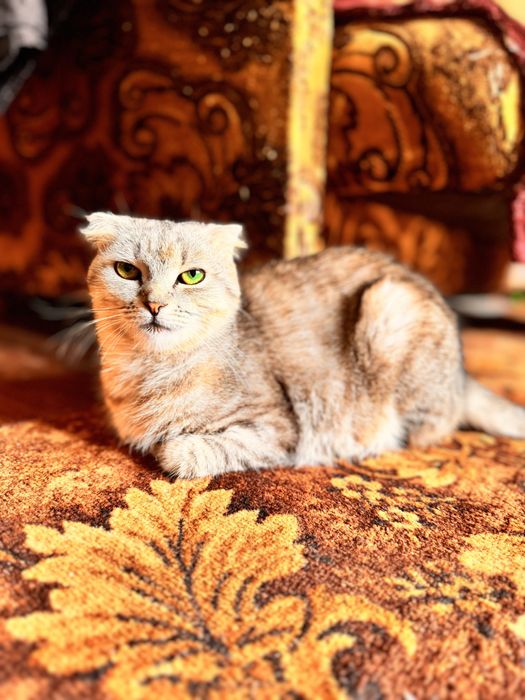 Кошенята висловухі, дівчатка