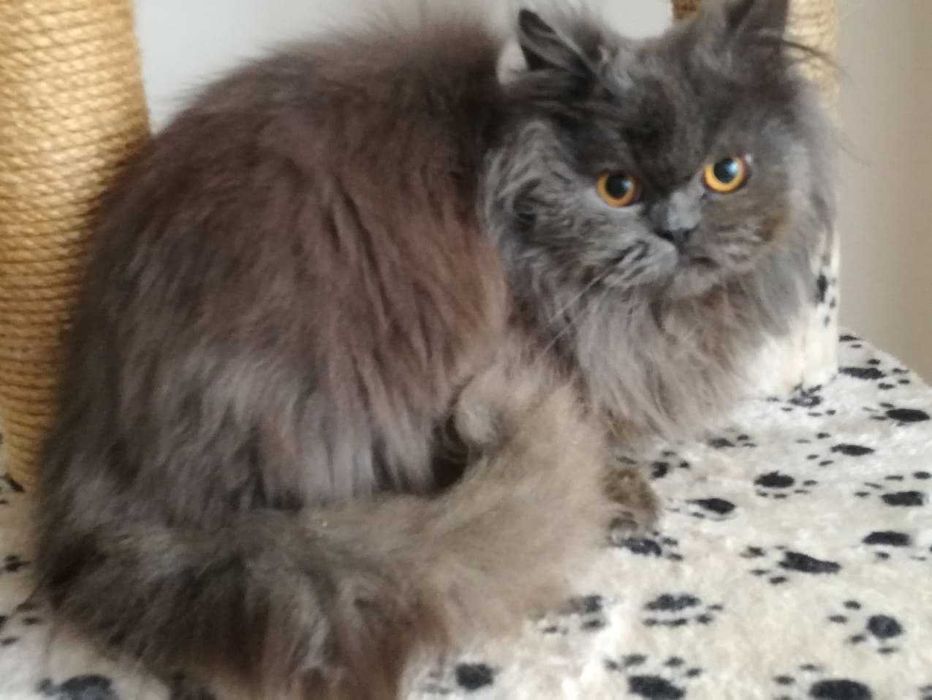Kot perski dorosy kocurek niebieski