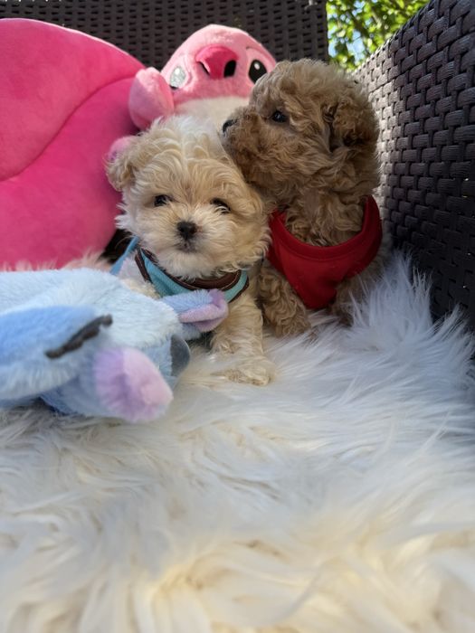 Маленькі міні дітки мальтипу