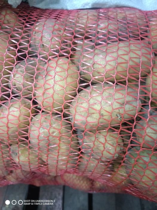 Картопля по Місту Суми