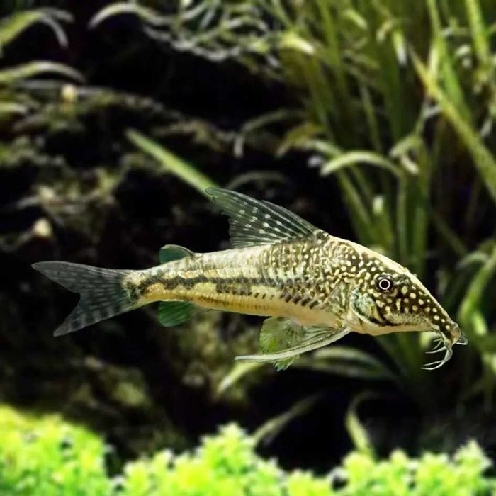 Kirys Barbatus / brodaty czaprakowy