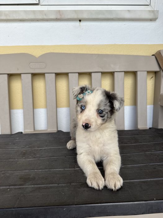 Border Collie Femea Merle linda com olhos azuis