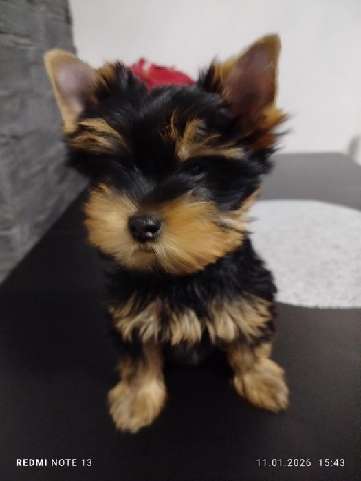 Yorkshire Terrier FCI ZKwP Piesek po Czampionach Gotowy do Odbioru