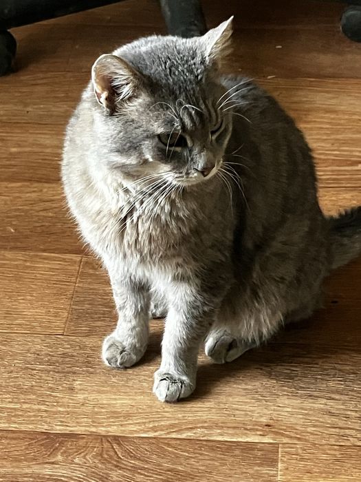 Попелястий Матвій