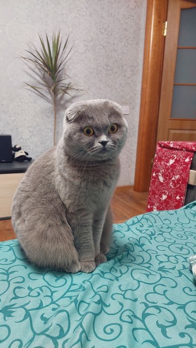 Продам котят шотландські гостровухі Блу поінт
