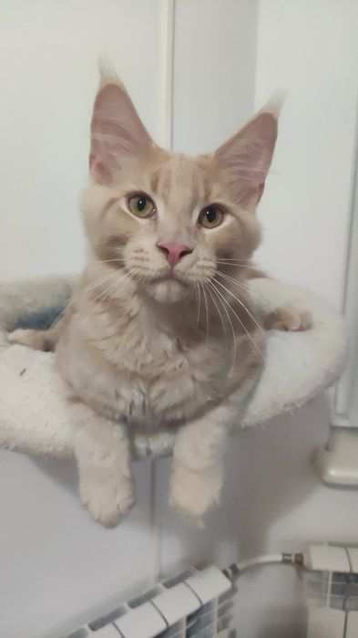 Maine Coon kocurek już do odbioru