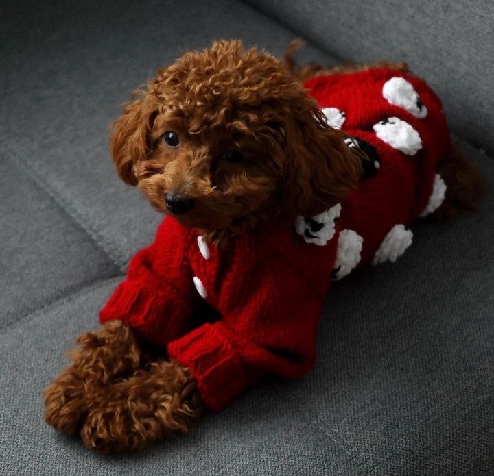 Светрик для собачки