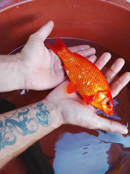 Peixes de aquário