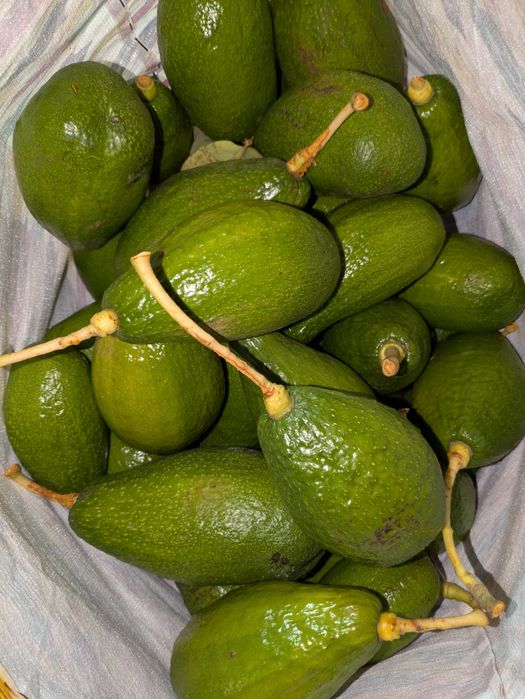 Abacates a 2,5€/kg