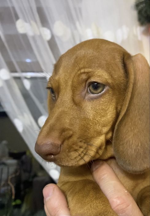 Чистокровна руда такса, чорно підпала