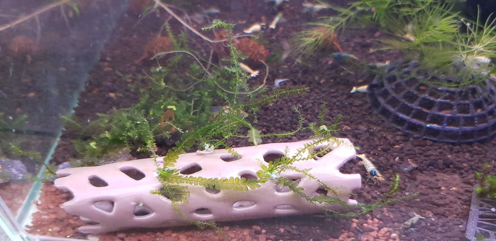 Rurka do krewetkarium, schronienie i ozdoba