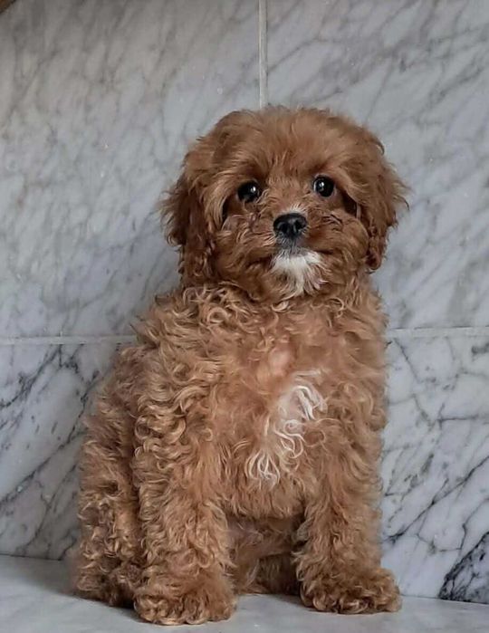 Cavapoo f1  piesek cavalier x pudel toy 12 tyg aktualne