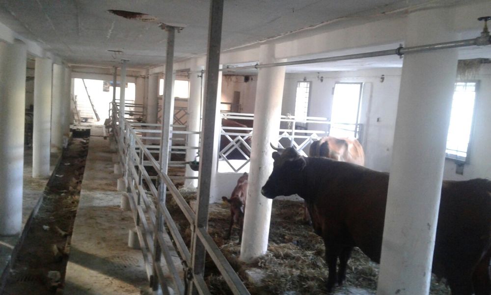 Jałówki rasy Polska Czerwona Zasoby Genetyczne