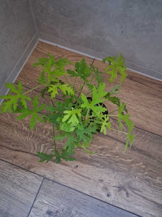 Anginka, pelargonia pachnąca, geranium