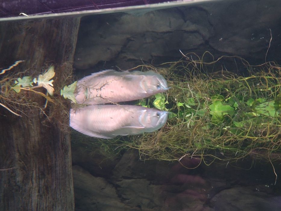 Pomoc w założeniu pierwszego terrarium i akwarium