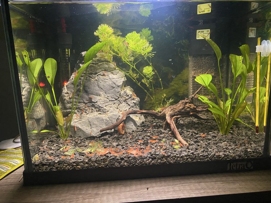 Akwarium tetra 20 l z krewetkami