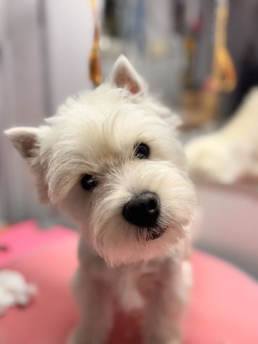 West highland white terrier