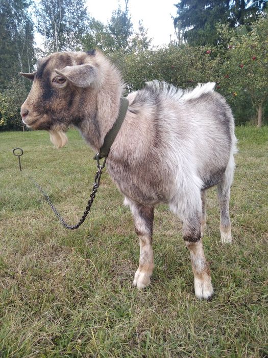 Племінний, "безрогий", молодий цап.