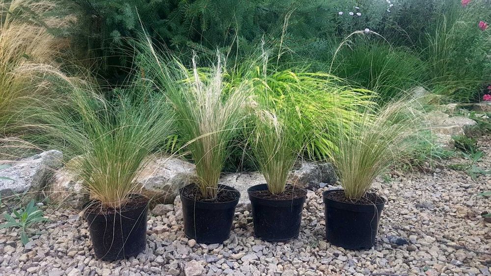 Ostnica PONY TAILS zestaw 4 szt. 1L