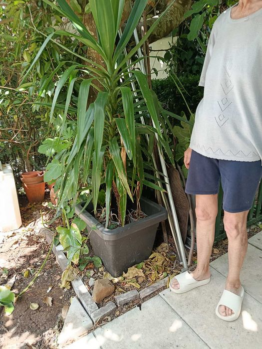 Planta Yucca em vaso quadrado 170cm