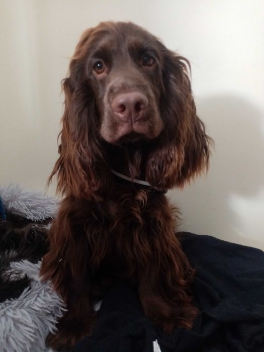 Pet-Sitting Vila Franca de Xira em ambiente familiar