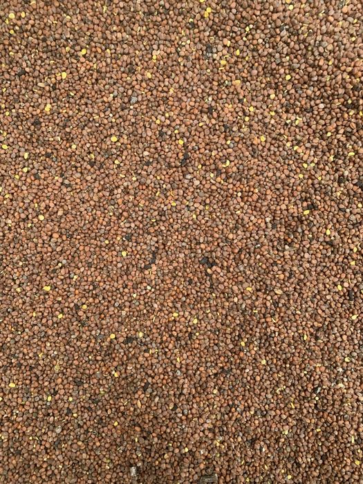 Rzodkiew oleista na poplon lub siew