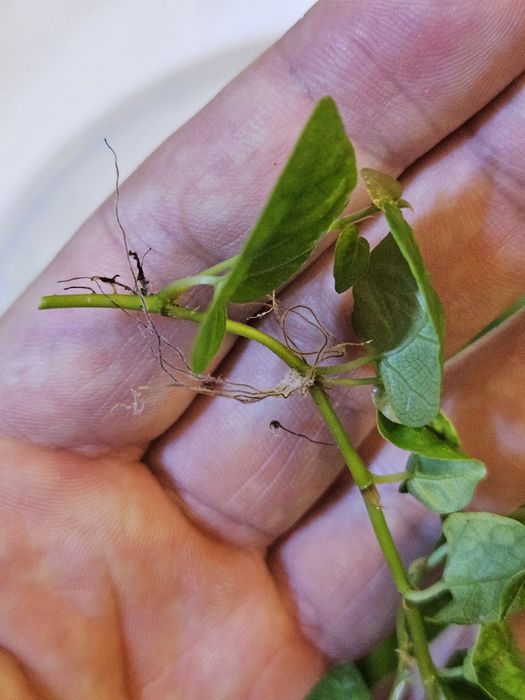 Ficus pumila - figowiec pnący