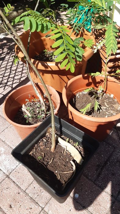 Tipuanas arvores com 2 ou mais anos