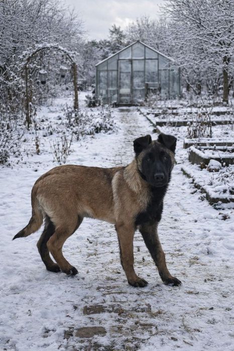 Цуценята МАЛІНУА для сім’ї, 3 місяці, Розумні та віддані.