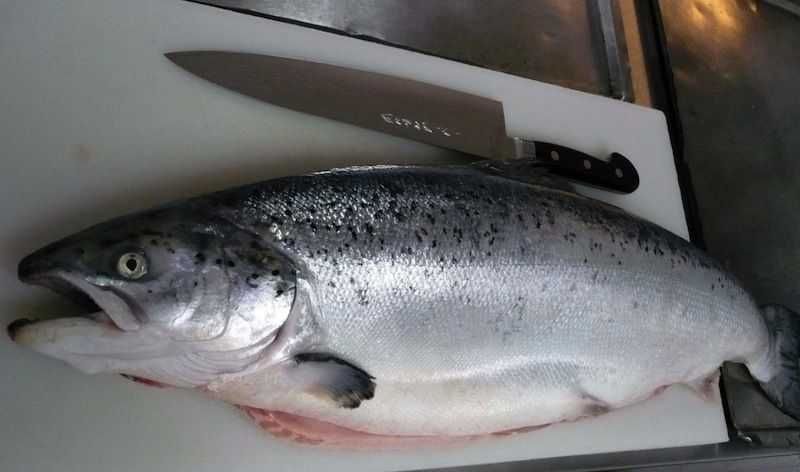 Лосось и форель охлажденная.