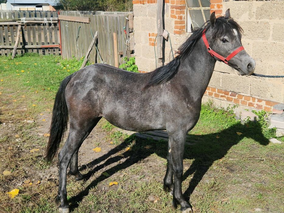 Klacz walijska PL-SZAROTKA