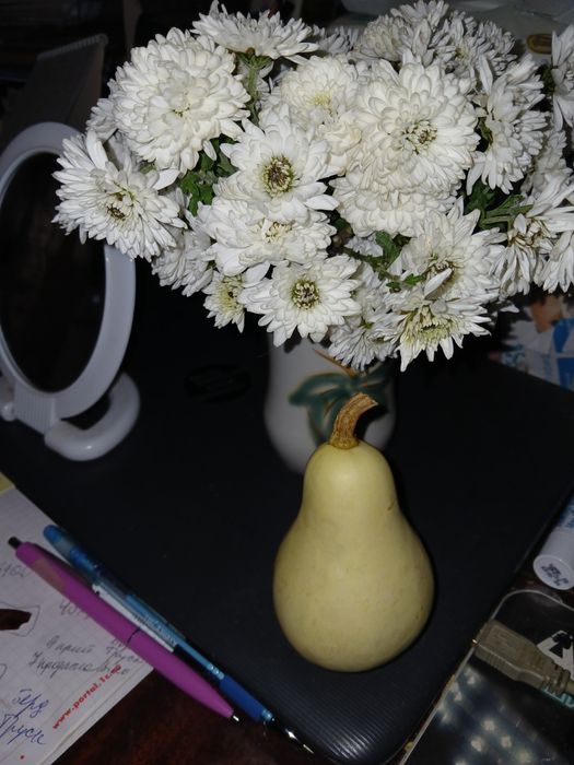 Гарбузи декоративні