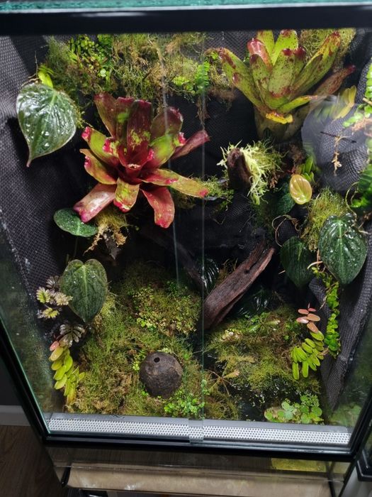 Terrarium tropikalne na zamówienie