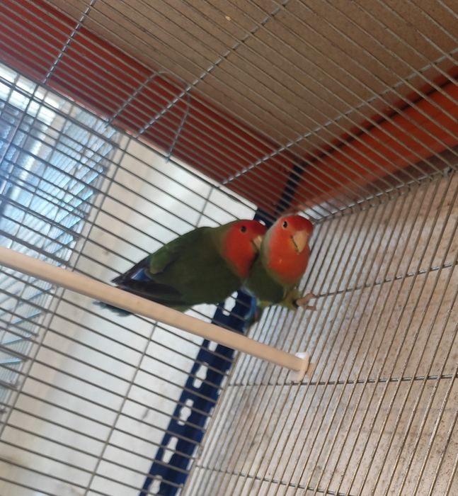 Vendo ou troco Agapornis longfeather por ring neck