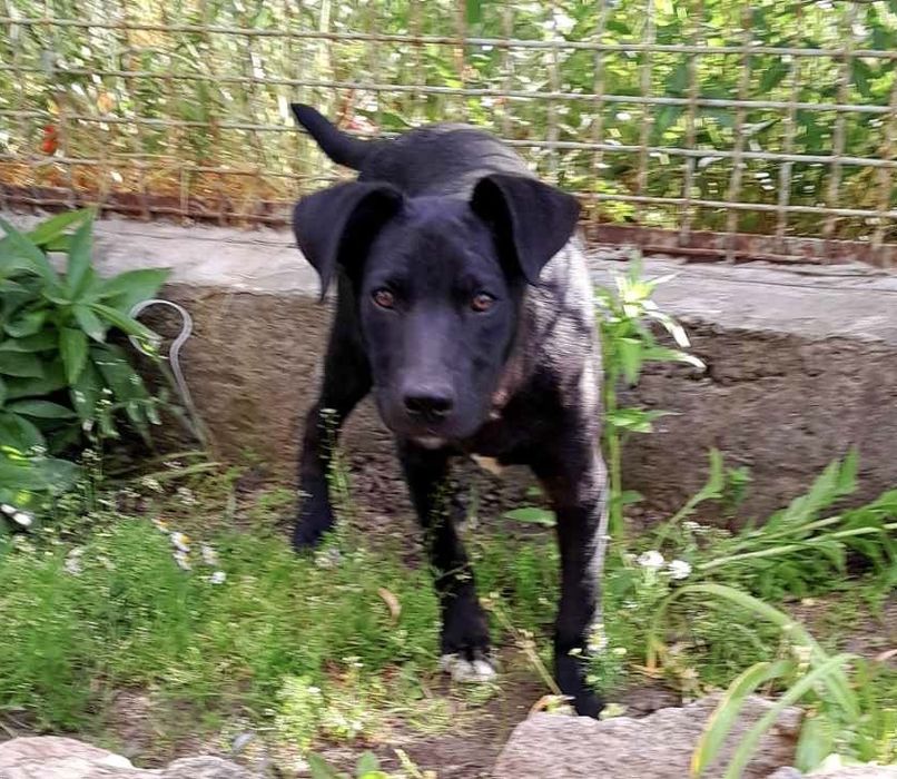 Метис питбуля щенок