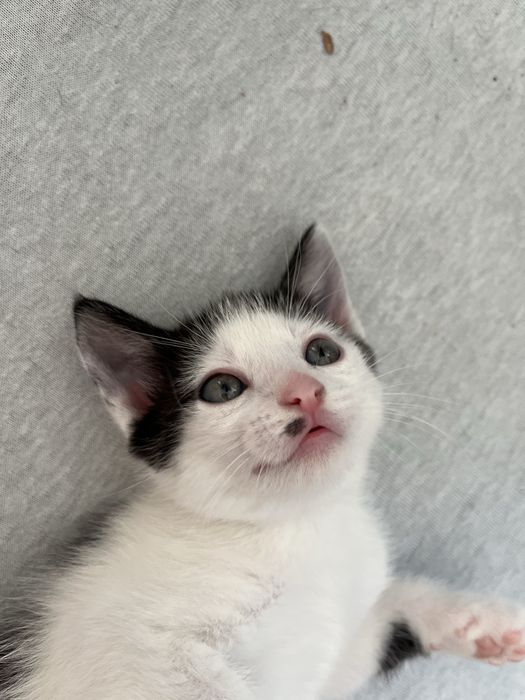 Kotek szukajacy cieplego domu