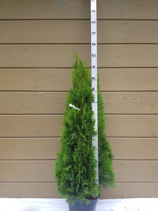 thuja tuja smaragd szmaragd 120 cm grunt