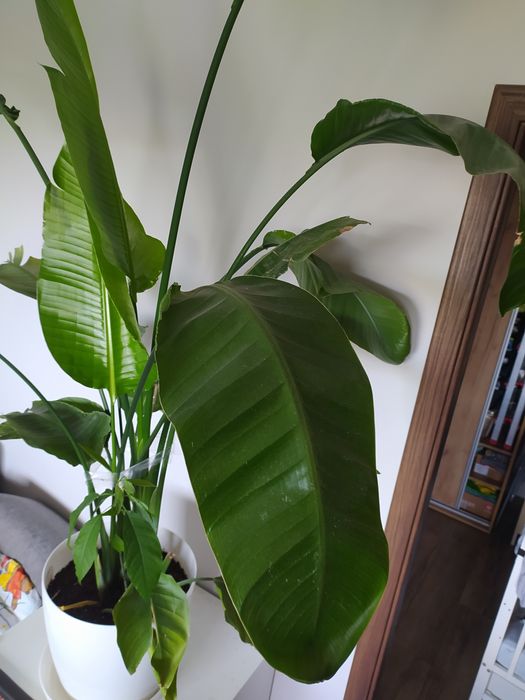 strelicja nicolay biała