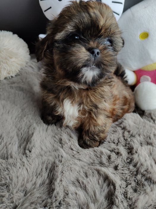 Śliczna sunia  Shih Tzu