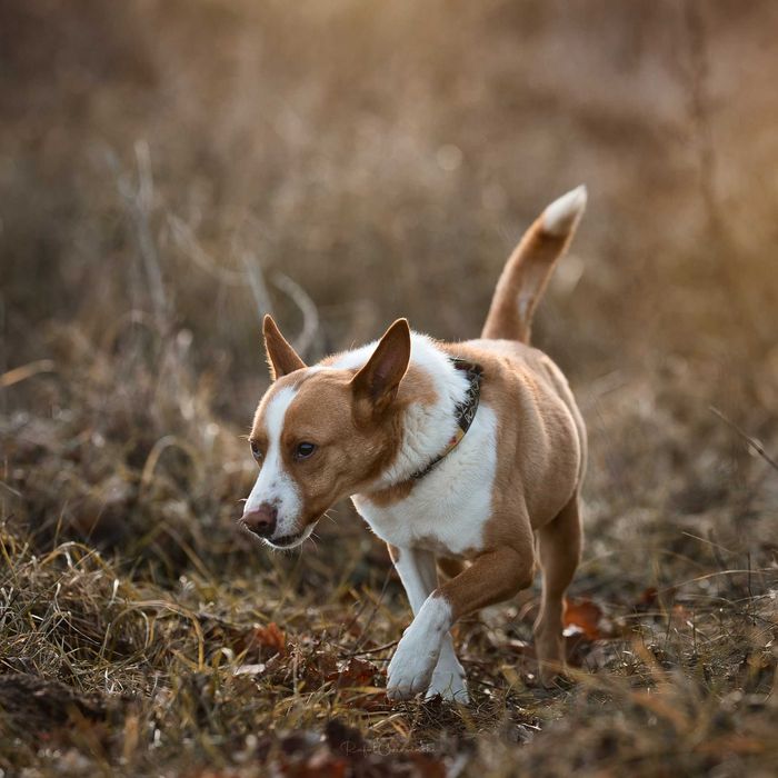 Baks - dość młody psiak lubiący spacery