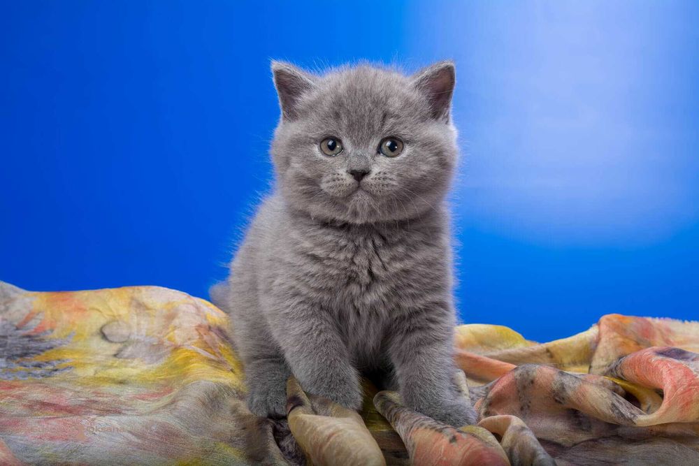 Gatinho criado em ambiente familiar