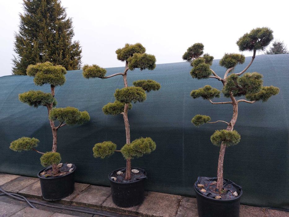 Bonsai, niwaki - Sosna, Jałowiec, Cis, Cyprysik, Szkółka krzewów