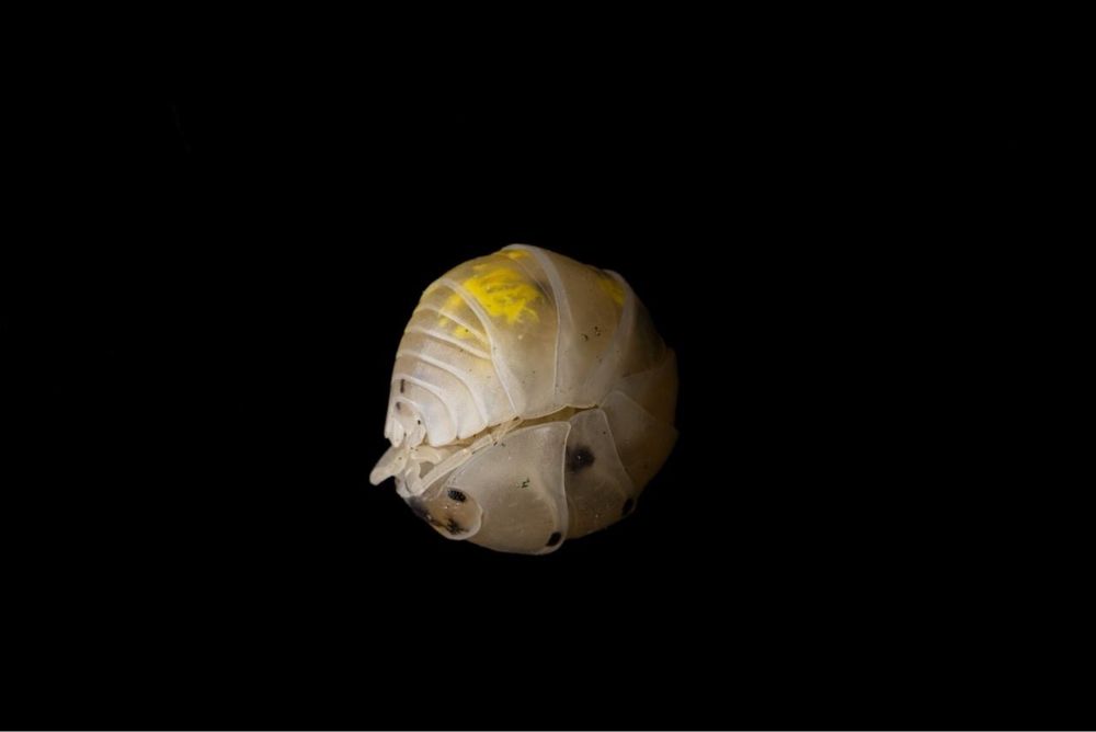 isopody armadillidium vulgare magic potion x10