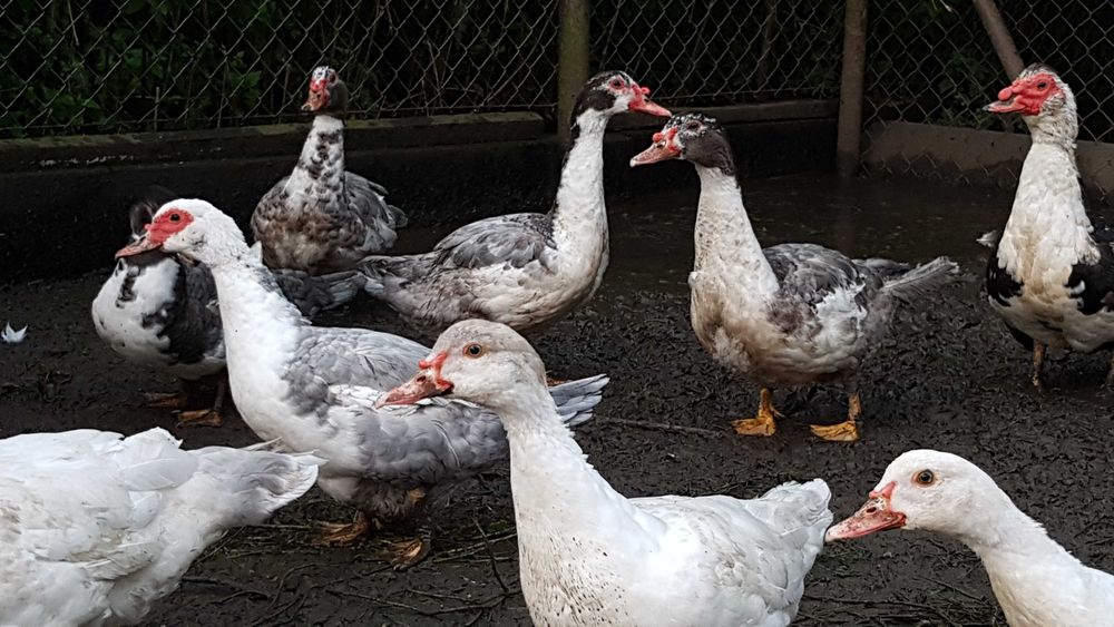 Kaczki fracuskie (piżmowe)