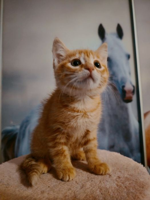 Котята,кот,кошка