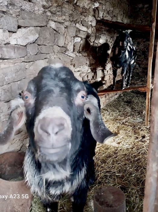 Продам Англо-Нубийського козла !00% Производитель