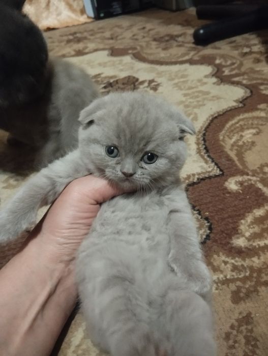 Британське кошеня котята коти котики