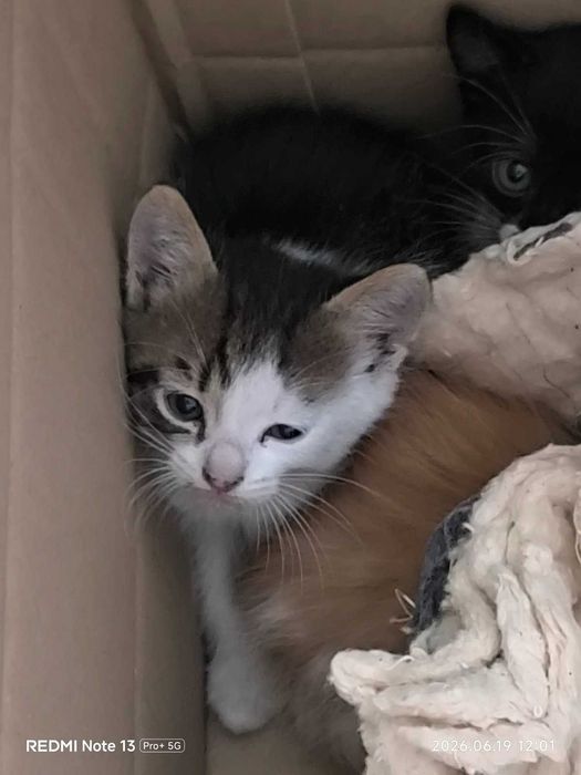 Красивый котенок. Котята брошенные  (помогите пристроить. кошечки и котики)