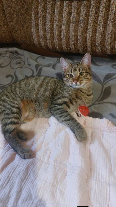 Отдам кошку лесного окраса,  6 месяцев, привита
